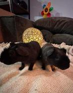 Skinny  cavia  beertjes, Dieren en Toebehoren, Knaagdieren, Cavia, Augustus, Mannelijk, Tam