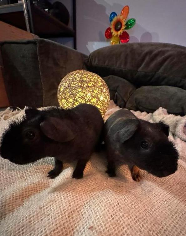 Skinny  cavia  beertjes, Dieren en Toebehoren, Knaagdieren, Mannelijk, Cavia, Augustus, Tam