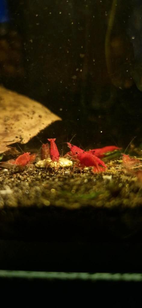 Vuurgarnaal (Neocaridina), Dieren en Toebehoren, Vissen | Aquariumvissen, Zoetwatervis, Kreeft, Krab of Garnaal, Schoolvis