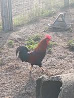 Welsumer haan, Dieren en Toebehoren, Pluimvee, Meerdere dieren, Kip