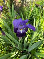 Blauwe irissen in grote pot vaste tuinplant, Tuin en Terras, Planten | Tuinplanten, Vaste plant, Ophalen of Verzenden, Lente, Overige soorten