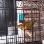 Kuifkanarie 2025, Dieren en Toebehoren