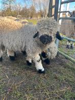 Walliser schwarznase ram, Dieren en Toebehoren, Mannelijk, Schaap, 0 tot 2 jaar