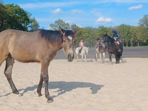 Verzorgster gezocht , verzorgpaard aangeboden, Dieren en Toebehoren, Pony's, Merrie, L, D pony (1.37m tot 1.48m), Recreatiepony