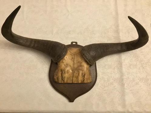 Schedel jacht trofee kasteelschild schedel met hoorns, Verzamelen, Dierenverzamelingen, Schedel, Ophalen of Verzenden