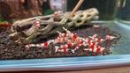Caridina Red Crystal, Pure Red Line PRL garnalen, Dieren en Toebehoren, Vissen | Aquariumvissen, Kreeft, Krab of Garnaal, Zoetwatervis