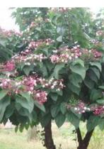 Clerodendrum Trichotomum - Pindakaasstruik, Tuin en Terras, Planten | Bomen, Halfschaduw, 100 tot 250 cm, Zomer, Ophalen
