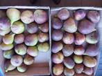 Binnenkort weer : verse vijgen uit eigen tuin, Ophalen