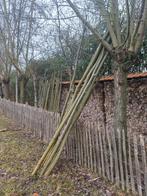 Knotwilgen, Ophalen of Verzenden