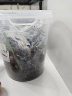 Monocentropus balfouri, Dieren en Toebehoren, Insecten en Spinnen