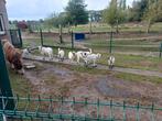 Dwerggeitjes te koop, Dieren en Toebehoren, Schapen, Geiten en Varkens