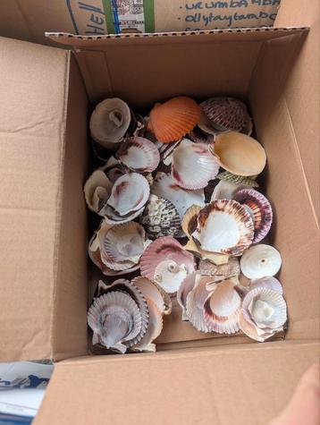 gratis schelpjes  beschikbaar voor biedingen