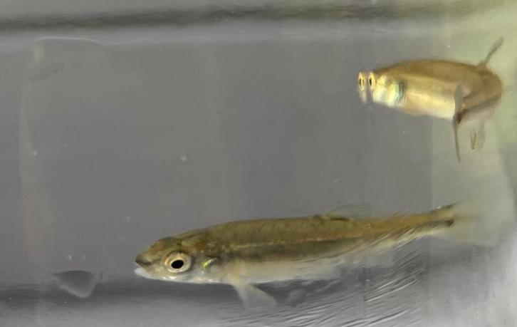 Elrits, inheems visje, vijver, vis, natuurvijver, zwemvijver, Tuin en Terras, Vijver-toebehoren, Nieuw, Overige typen, Ophalen