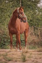 Vosse merrie te koop, Dieren en Toebehoren, Merrie