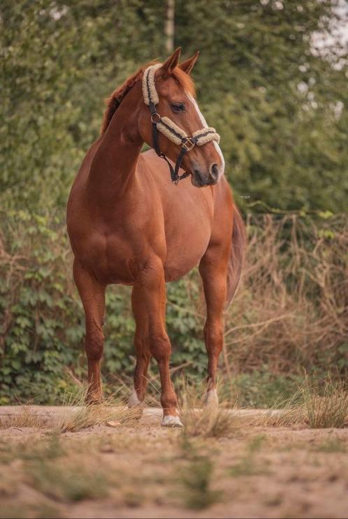 Vosse merrie te koop, Dieren en Toebehoren, Paarden, Merrie