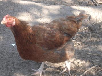 hen (wyandotte kruising), Femelle, Poule ou poulet