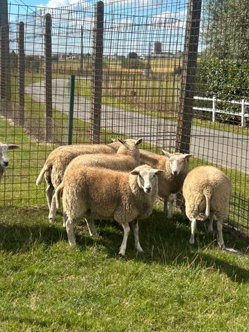 6 prachtige jonge kweek ooien schapen beschikbaar voor biedingen