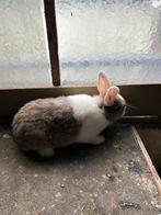 Konijn, Dieren en Toebehoren, Konijnen, Mannelijk, Klein, 0 tot 2 jaar