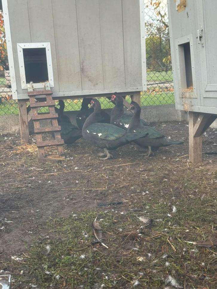 Barberie eenden te koop, Dieren en Toebehoren, Pluimvee