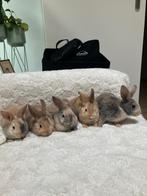 Dwergkonijnen, Meerdere dieren, Dwerg, 0 tot 2 jaar