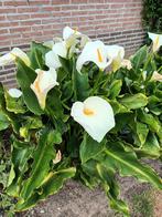 Zantedeschia met korting, Tuin en Terras, Planten | Tuinplanten, Ophalen, Volle zon