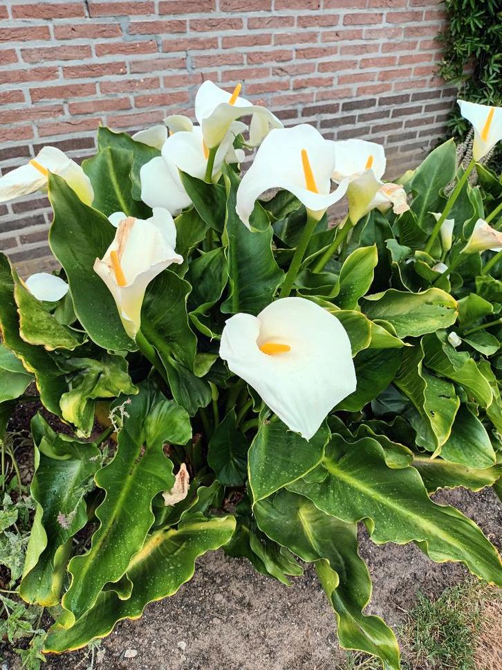 Zantedeschia met korting, Tuin en Terras, Planten | Tuinplanten, Volle zon, Ophalen