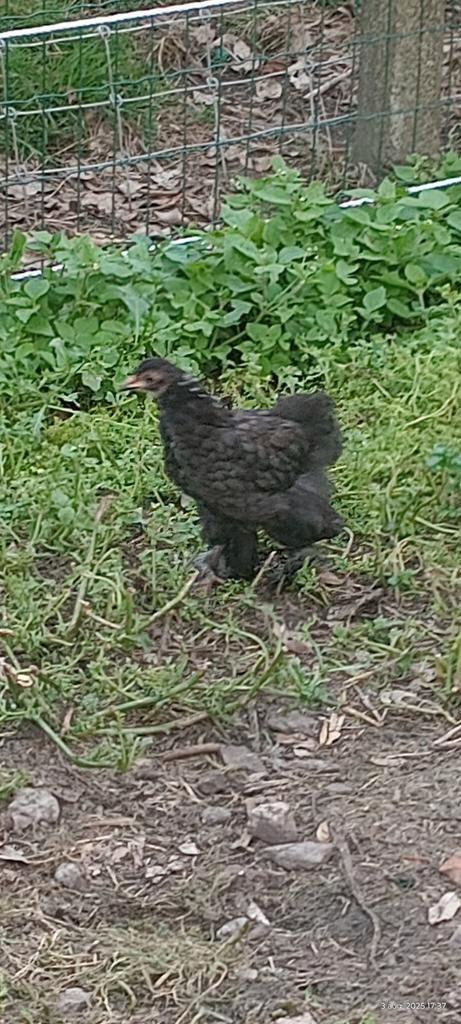 Te koop: diverse kippenrassen hennen en hanen, Dieren en Toebehoren, Pluimvee