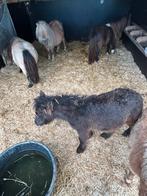 Mini chetland pony hengst tekoop, Dieren en Toebehoren, Hengst