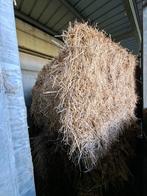 hooi, Dieren en Toebehoren, Paarden