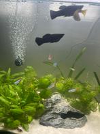 3 zwarte molly’s te koop, Dieren en Toebehoren, Vissen | Aquariumvissen