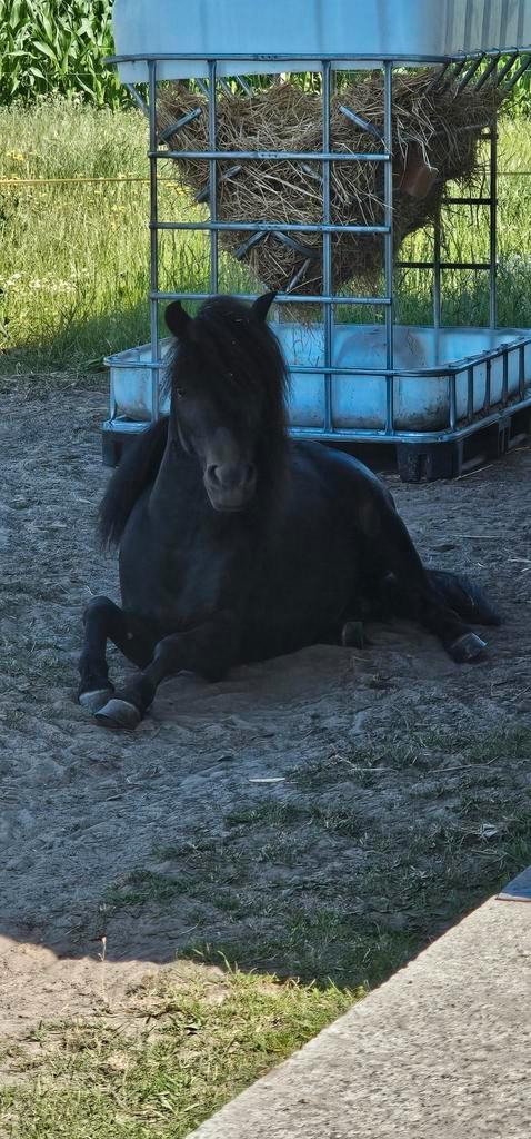 Halve stal aangeboden, Dieren en Toebehoren, Pony's
