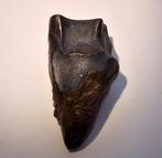 Dinosaurus tand - Triceratops horridus - 2,9 cm, Verzamelen, Mineralen en Fossielen, Ophalen of Verzenden, Fossiel