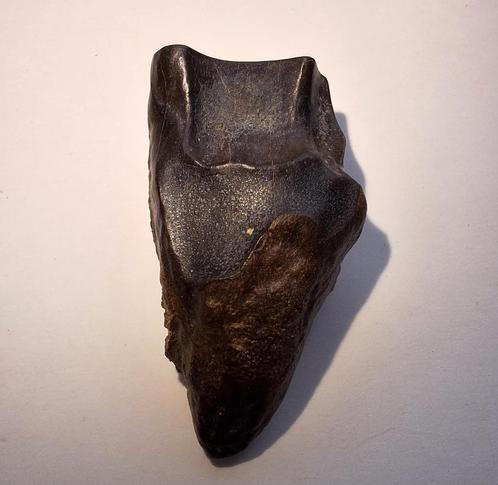 Dinosaurus tand - Triceratops horridus - 2,9 cm, Verzamelen, Mineralen en Fossielen, Fossiel, Ophalen of Verzenden