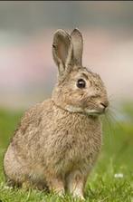 Jonge konijntjes, Dieren en Toebehoren, Konijnen, Meerdere dieren, 0 tot 2 jaar, Middelgroot