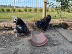 Brahma zwart en wit broedeieren, Meerdere dieren, Kip
