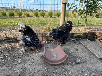 Brahma zwart en wit broedeieren beschikbaar voor biedingen