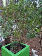 pistache plant, Jardin & Terrasse, Plantes | Arbres, Enlèvement ou Envoi