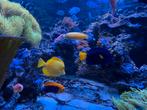 Wildvang gele Zebrasoma Flavescens doktersvis + Xanthurum
