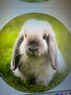 Gezocht: ndh of minilop, kleur blauwe siam ram, Dieren en Toebehoren
