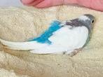 jonge wit/blauwe grasparkiet, Dieren en Toebehoren, Vogels | Parkieten en Papegaaien, Parkiet