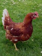 Legkippen, Dieren en Toebehoren