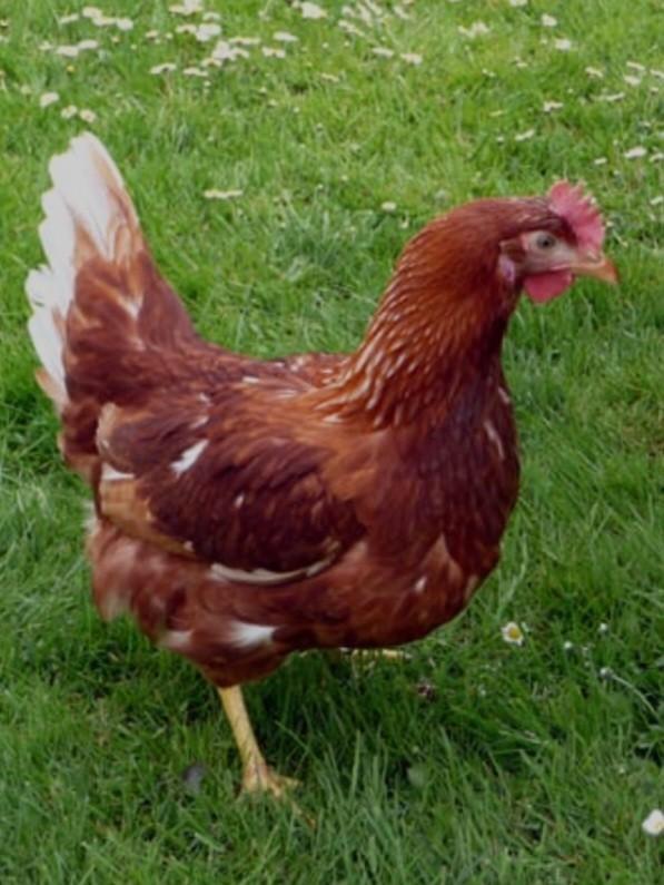 Legkippen, Dieren en Toebehoren, Pluimvee