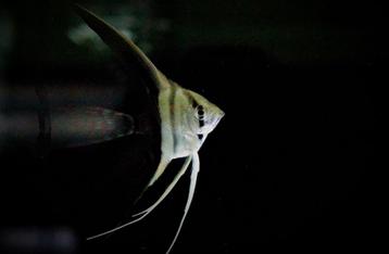 Antwerpen 2100 beschikbaar voor biedingen