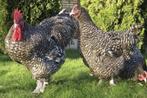 kuikens kabir turbo / mechelse koekoek / cou nu voor 7 septe, Geslacht onbekend, Kip