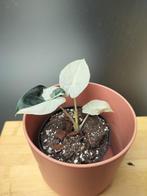 Alocasia regal shield variegata, Huis en Inrichting, Ophalen of Verzenden