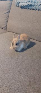 Dwergkonijntje ram, Dieren en Toebehoren, Konijnen