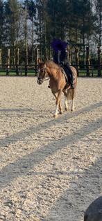 E pony te koop, Dieren en Toebehoren, Pony's, E pony (1.48m - 1.57m), Gechipt, Ruin, Dressuurpony