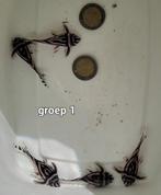 Groepen jong volwassen Hypancistrus Zebra L46, Dieren en Toebehoren, Vis, Zoetwatervis
