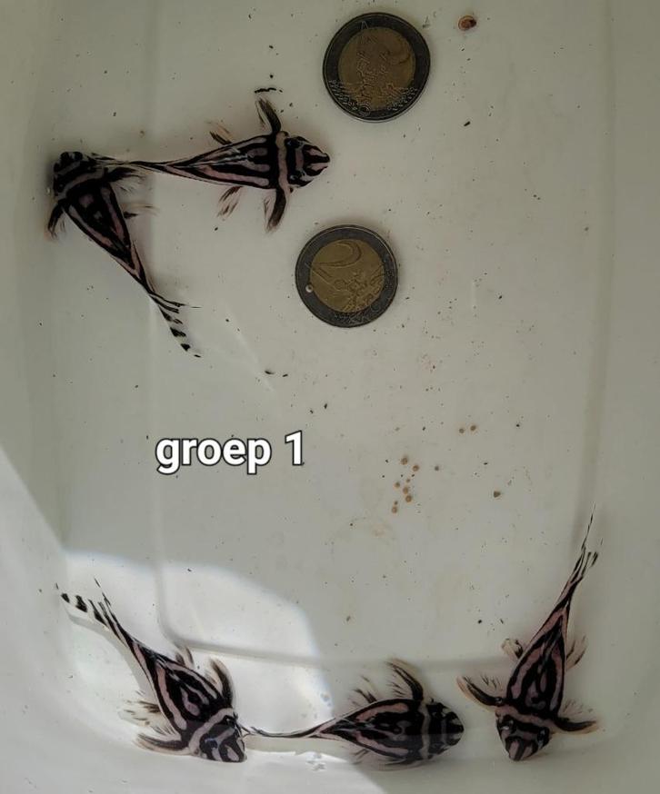 Groepen jong volwassen Hypancistrus Zebra L46, Dieren en Toebehoren, Vissen | Aquariumvissen, Zoetwatervis, Vis