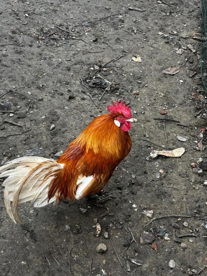 Raskippen, Dieren en Toebehoren, Pluimvee, Kip, Meerdere dieren